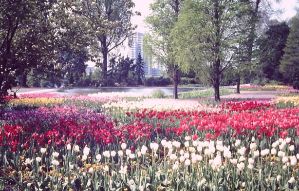 Cologne. Germany 1979. Global Studies: Culture/Nature. Photo: A.A.Bispo©