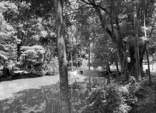 Horto Florestal. São Paulo. Global Studies: Culture/Nature. Photo A.A.Bispo©