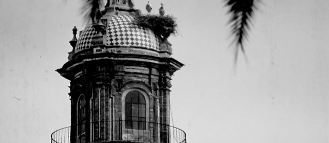 Carmona. Canary Islands. 1999. Global Studies: Culture/Nature. Photo: A.A.Bispo©
