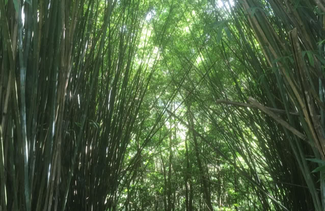 Studies center in Brazil for the promotion and accommodation of institutions with similar purposes The Mantiqueira Mountains, Joanópolis, São Paulo