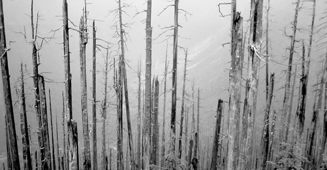 Mount St. Helens. USA 2000. Global Studies: Culture/Nature. Photo: A.A.Bispo©