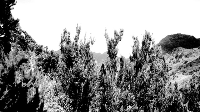 Machico. Madeira 1989. Global Studies: Culture/Nature. Photo: A.A.Bispo©