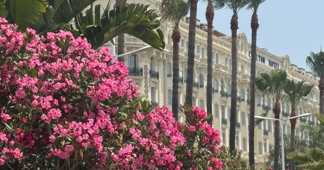 Cannes, Freance 2025.  Culture/Nature - Global Stuidies- The Mediterranean region in international relations studies.  