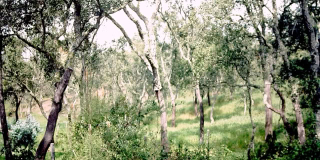 Portugal 1982. Global Studies: Culture/Nature. Photo A.A.Bispo©