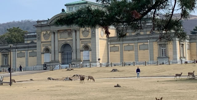 Nara. Japan 2024. Culture/Nature - Global Studies Topic: Urban Landscape Architecture, Parks, Gardens, and Animals  Photo © A.A.Bispo
