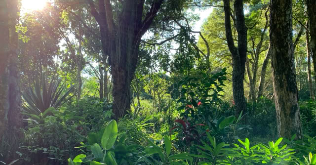 Gardens of Brazil-Europa Study Center. Mantiqueira mountais. São Paulo 2020. Culture/Nature - Global Studies. Photo A.A.Bispo©