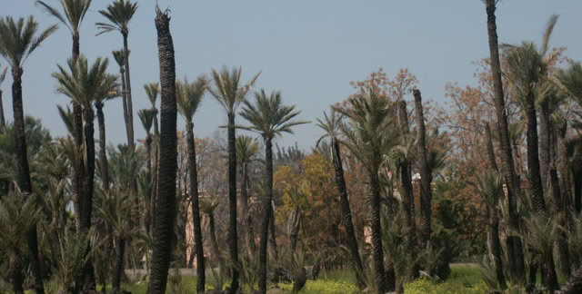 Marrakesh. Marroco. 2006. Culture/Nature. Photo: A.A.Bispo©