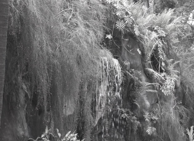 Jardim da Luz. São Paulo. Global Studies: Culture/Nature. Photo A.A.Bispo