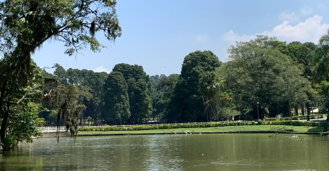 Horto Florestal. São Paulo 2020. Culture/Nature - Global Studies. Photo A.A.Bispo©