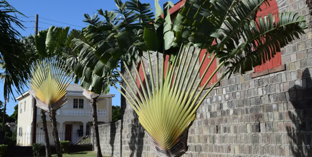 St.Kitts. Culture/Nature in the Global Studies. Topic Caribbean