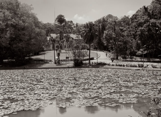 Horto Florestal. São Paulo. Global Studies: Culture/Nature. Photo A.A.Bispo©