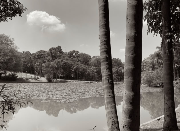 Horto Florestal. São Paulo. Global Studies: Culture/Nature. Photo A.A.Bispo©