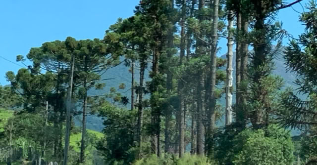 Joanopolis.São Paulo 2020. Culture/Nature - Global Studies. Photo A.A.Bispo©