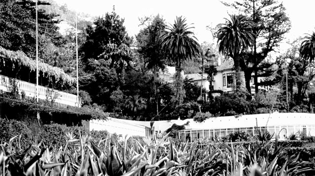 Madeira. Botanic Garden  1989.Global Studies: Culture/Nature. Photo: A.A.Bispo©