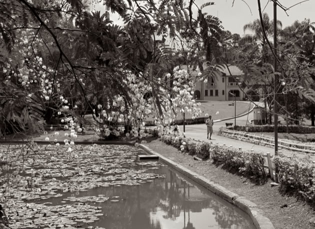 Horto Florestal. São Paulo. Global Studies: Culture/Nature. Photo A.A.Bispo©