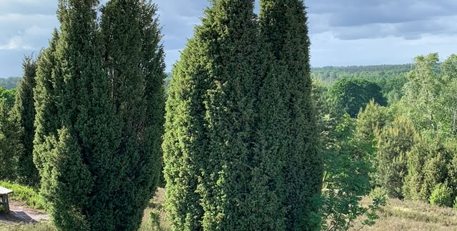 Lüneburger Heide. Lower Saxony 2022. Culture/Nature - Global Studies. Photo: A.A.Bispo©