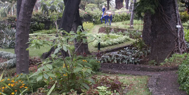 Funchal. Madeira. Portugal 2006. Culture/Nature. Photo: A.A.Bispo©