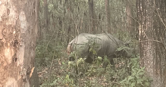 Chitwan National Park. Nepal 2025. Culture/Nature - Global Studies. Topic:Nature reserves in comparative studies from the perspective of Brazil  Culture/Nature - Global Studies.   Topic:Nature reserves in comparative studies from the perspective of Brazil