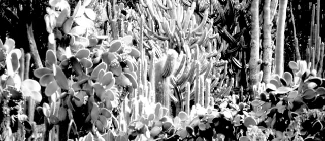 Gran Canaria. 1999. Global Studies: Culture/Nature. Photo: A.A.Bispo©