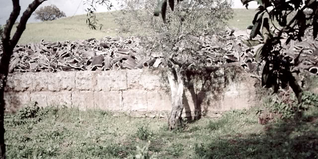The Algarve.Portugal 1982. Global Studies: Culture/Nature. Photo A.A.Bispo©