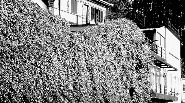 Terreiro da Luta. Madeira 1989. Global Studies: Culture/Nature. Photo: A.A.Bispo©