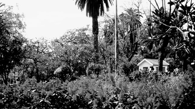 Funchal. Madeira.1989. Global Studies: Culture/Nature. Photo: A.A.Bispo©