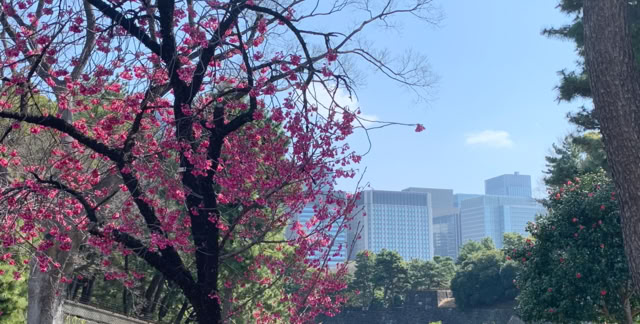 Tokyo. Japan 2024. Culture/Nature - Global Studies Topic: Paisagism, Tradition and Modernity in the Metropole.  photo © A.A.Bispo