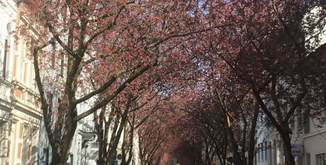 Bonn. Germany 2019. Culture/Nature - Global Studies. Photo A.A.Bispo©