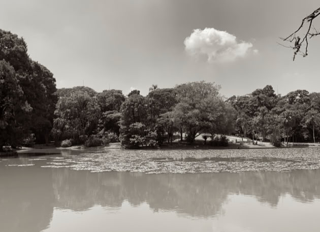 Horto Florestal. São Paulo. Global Studies: Culture/Nature. Photo A.A.Bispo©