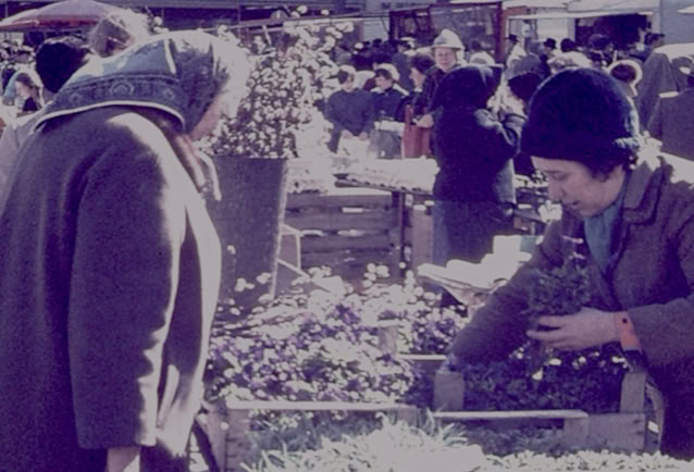 Lueneburg. Germany 1974. Global Studies: Culture/Nature. Photo A.A.Bispo©