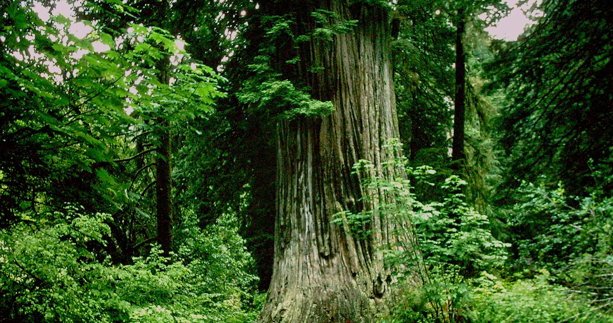Mount Rainiers National Park, California 2000