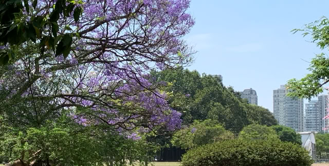 Ibirapuera Parc. São Paulo. Brazil 2019. Culture/Nature - Global Studies. A.A.Bispo©