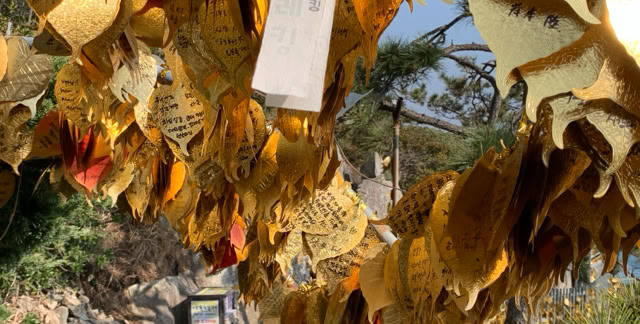 Busan Corea 2024. Culture/Nature - Global Studies. Topic: Urban Developments and Landscape Design. Observations based on studies of Korean migrants in Brazil.Foto ©A.A..Bispo