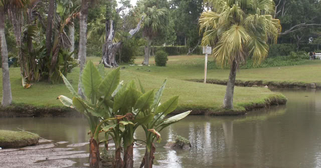 Curepipe. Mauritius. 2009. Culture/Nature. Photo: A.A.Bispo©